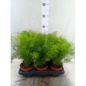 Asparagus dens. 'Sprengeri'