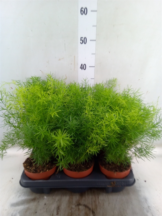 <h4>Asparagus dens. 'Sprengeri'</h4>