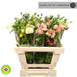 RANUNCULUS OV