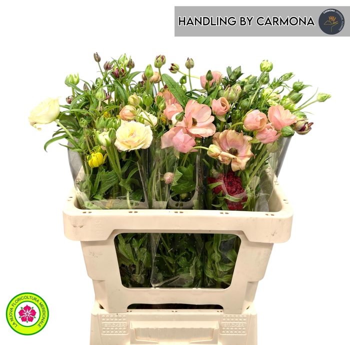 <h4>RANUNCULUS OV</h4>