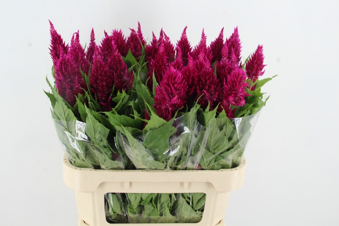 <h4>CEL P SUNDAY PURPLE</h4>