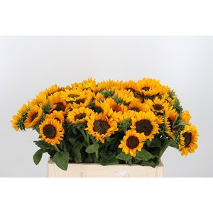 Helianthus An Sonja