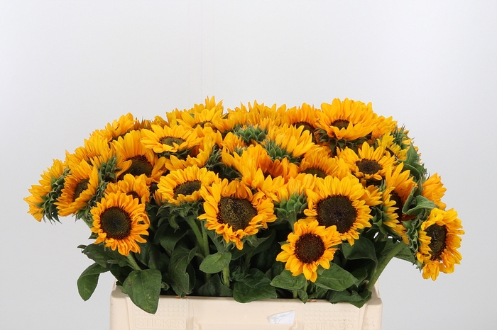 <h4>Helianthus An Sonja</h4>
