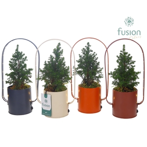 LED planter zink boog met Chamaecyparis