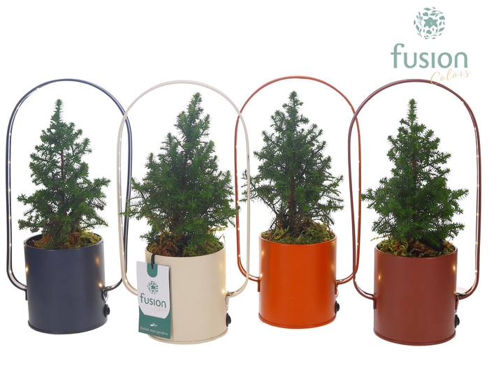 <h4>LED planter zink boog met Chamaecyparis</h4>