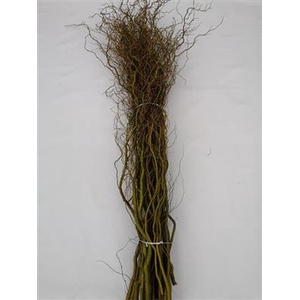 SALIX B TORTUOSA 180 CM