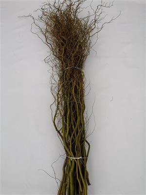<h4>SALIX B TORTUOSA 180 CM</h4>