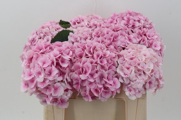 <h4>Hydr M My Vienna</h4>