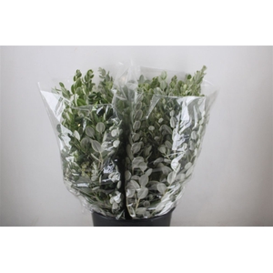 Pittosp Ralphi Leaves 200gr P Bunch