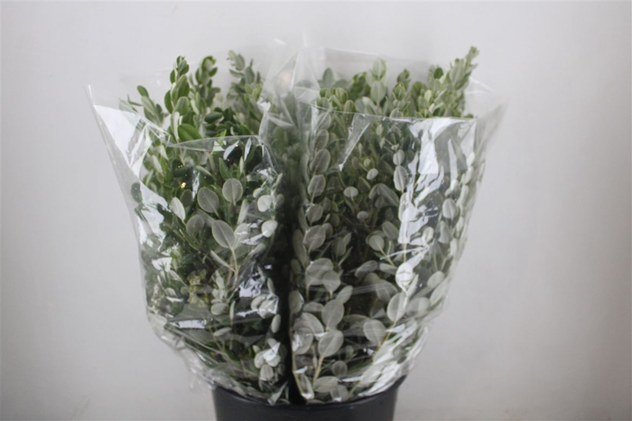 <h4>Pittosp Ralphi Leaves 200gr P Bunch</h4>