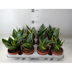 Sansevieria trifa. 'Golden Hahnii'