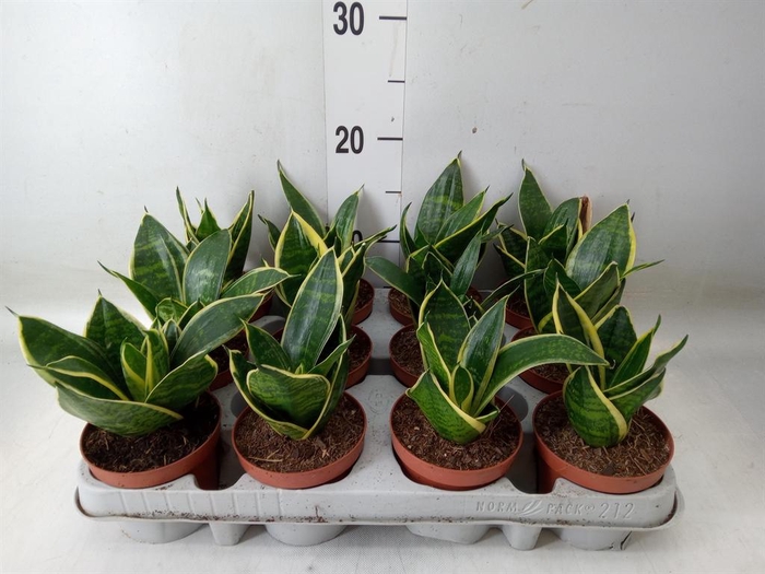 <h4>Sansevieria trifa. 'Golden Hahnii'</h4>