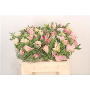 Anem Mistral Hanoi X25