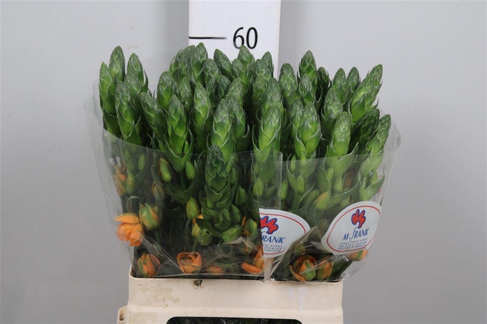 <h4>Ornit Db Magic Star</h4>