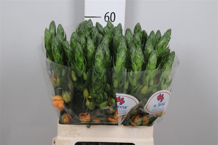 <h4>Ornit Db Magic Star</h4>