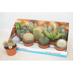 CACTUS GEM