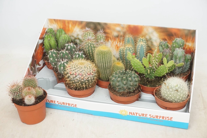<h4>CACTUS GEM</h4>