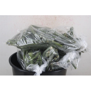 Araucaria Naturel P Bag