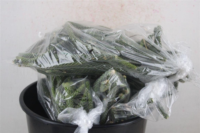 <h4>Araucaria Naturel P Bag</h4>