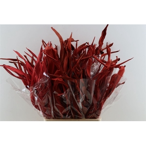 Dried Strelitzia 10pc Red Bunch Slv