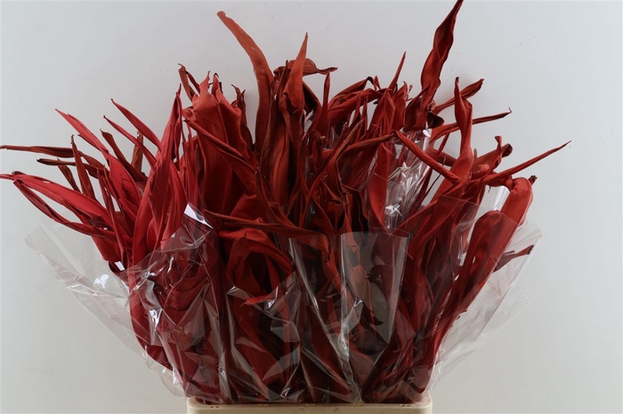 <h4>Dried Strelitzia 10pc Red Bunch Slv</h4>