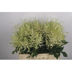 Astilbe Whasingthon White