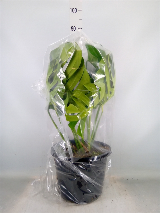 <h4>Monstera delic.</h4>