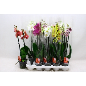 PHAL GEM 7 KL