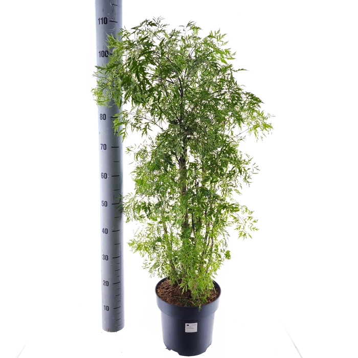 <h4>POLY FRUTICOSA</h4>