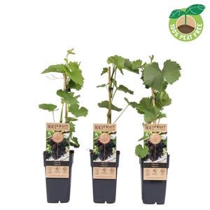 Vitis overig wit