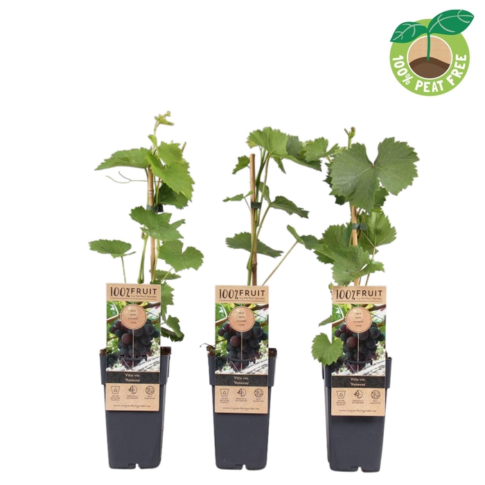 <h4>Vitis overig wit</h4>