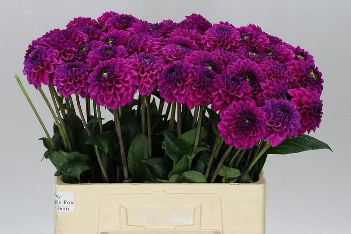 <h4>Dahlia Purple Fox</h4>