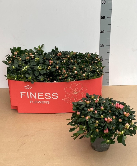 <h4>RHODO SI GEM 3 SRT</h4>