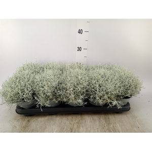 Leucophyta     [Calocephalus]