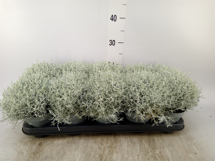 <h4>Leucophyta     [Calocephalus]</h4>