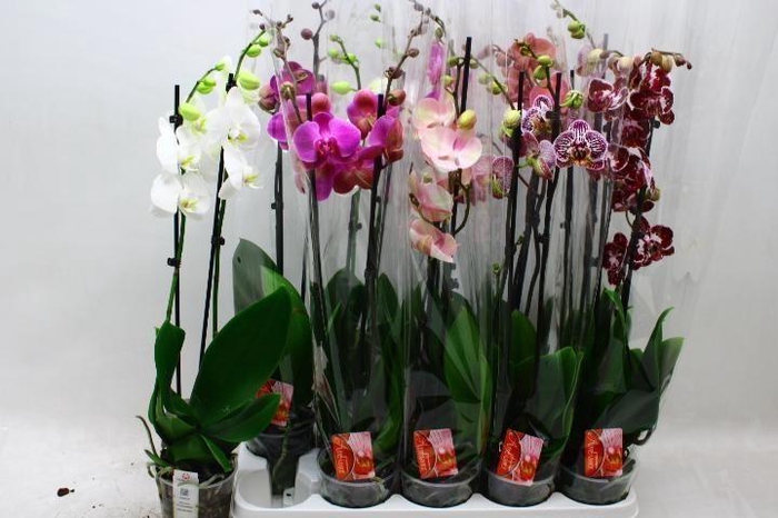 <h4>PHAL GEM 7 KL</h4>