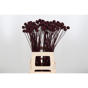 Craspedia Kl Bh Bordeaux Xl