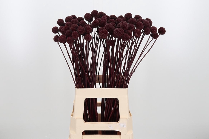 <h4>Craspedia Kl Bh Bordeaux Xl</h4>