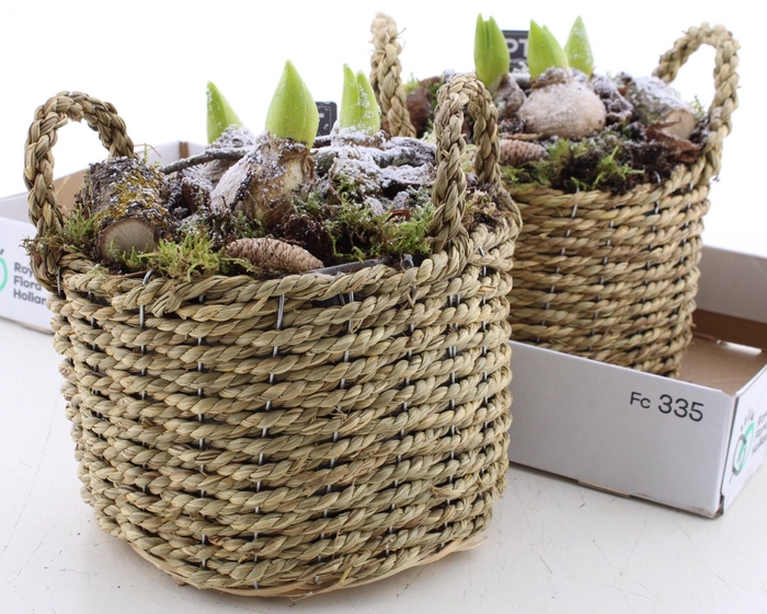 <h4>ARR HYACINTH</h4>