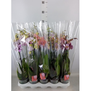 Phalaenopsis   ...white