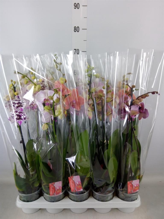 <h4>Phalaenopsis   ...white</h4>