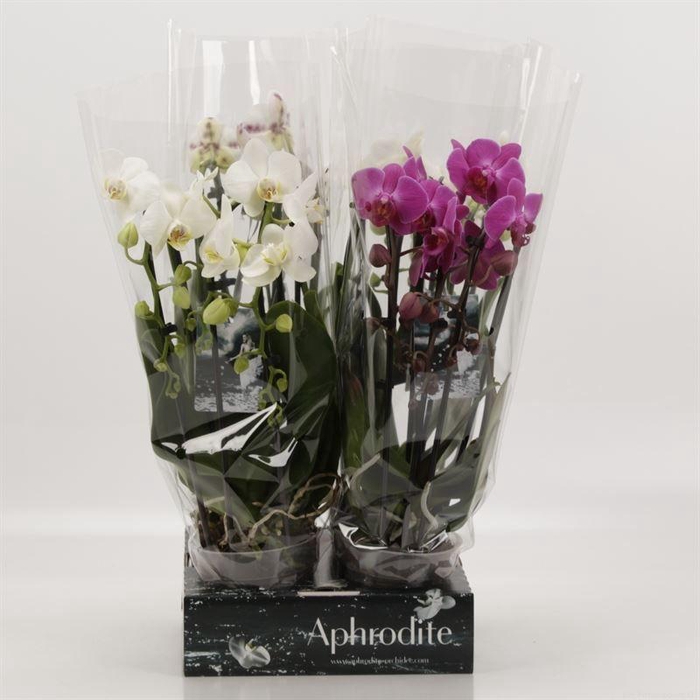 <h4>Phal Casc Gemengd 3 Tak Goddess</h4>