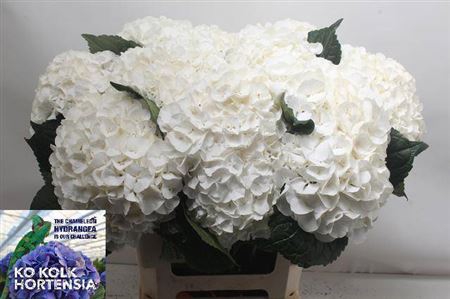 <h4>Hydr M Ch Allure 65cm</h4>