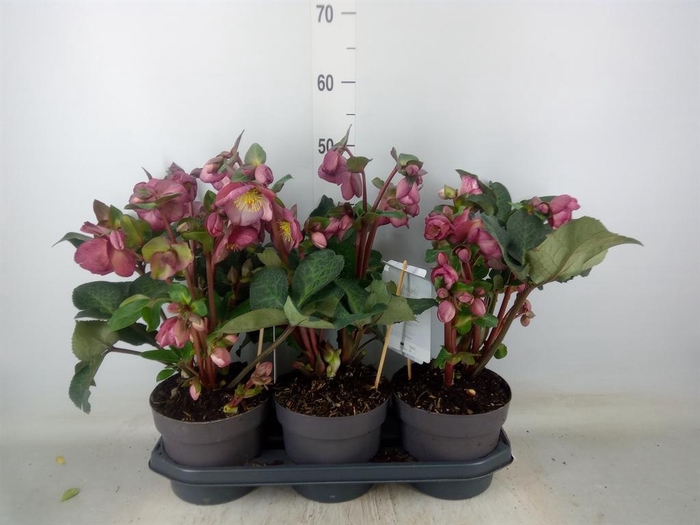 <h4>Helleborus  'Fkiss Elemental'</h4>