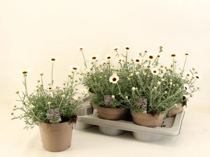 <h4>RHODAN CASABLANCA</h4>