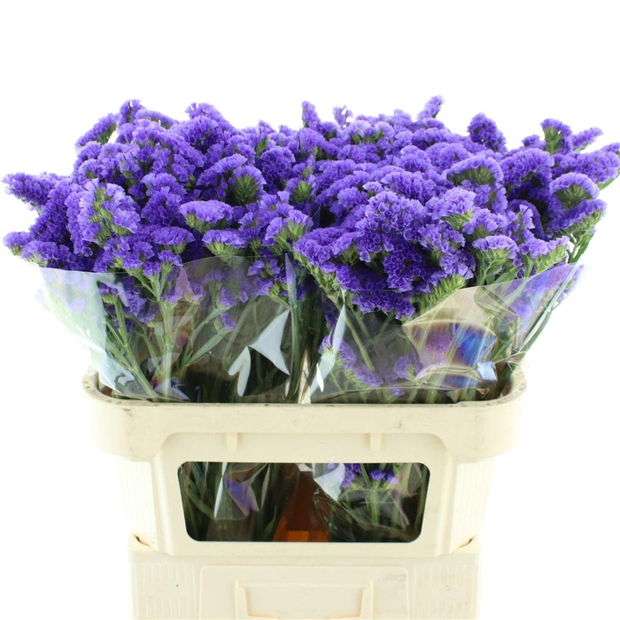 <h4>Lim S Pippa Wings</h4>