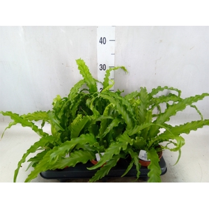 Asplenium antiquum 'Osaka'