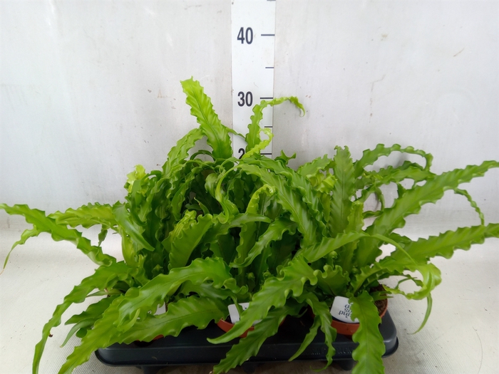 <h4>Asplenium antiquum 'Osaka'</h4>