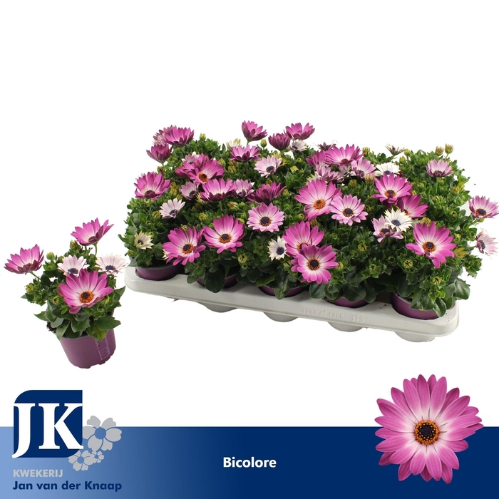 <h4>Osteospermum Bicolor TST</h4>