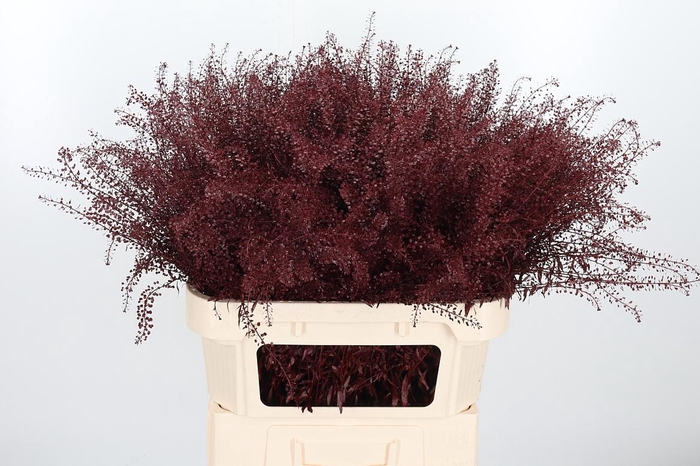 <h4>Lepidium Kl Bh Bordeaux</h4>